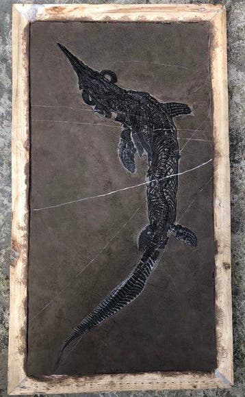 80 cm - Gefossiliseerd dier - Mixosaurus - 72 cm - 35 cm