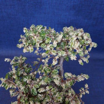 Bonsaï Orme de Chine (Ulmus parviflora) - Hauteur (arbre) :