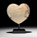 Prachtig paar versteende palmwortel in hartvorm en