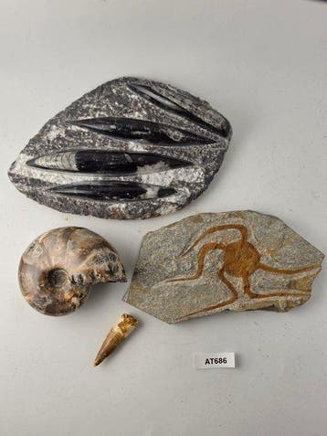 Gefossiliseerd dier - African Fossil Collection – Flavours