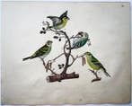 3 quarto chalk lithographs of birds by Strack: Bird of