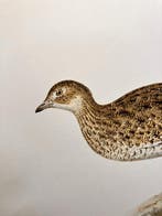 Von Wright brothers & Bror Halberg - Little bustard, Nieuw