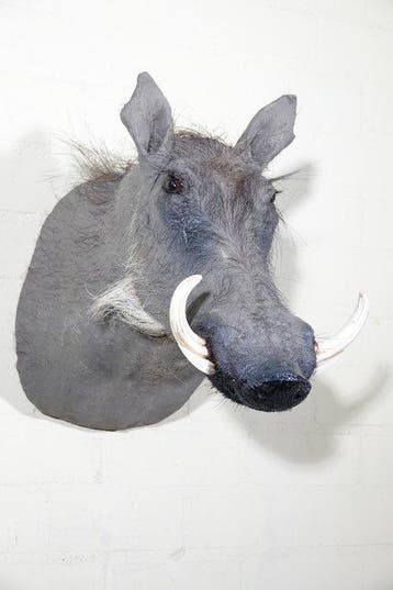 Phacochère dAfrique de grande taille Crâne - Phacochoerus