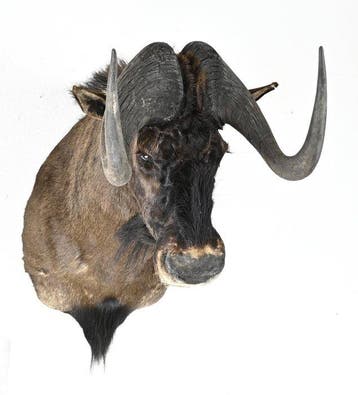 Gnoe Taxidermie volledige montage - Opgezette kop - 0 cm - 0, Nieuw