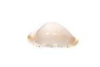 opvallend patroon $$$ GEM $$$ In topconditie $$$ Taxidermie