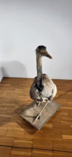 sculptuur, Struzzo Emu’ impagliato imbalsamato d’epoca primi, Verzamelen, Dierenverzamelingen, Nieuw