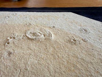 Crinoide - Gefossiliseerd dier - Subplanites sp. & Saccocoma
