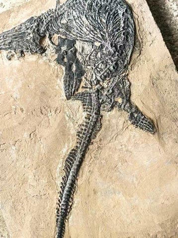 Reptile marin - Animal fossilisé - Mixosaurus - 47 cm - 36
