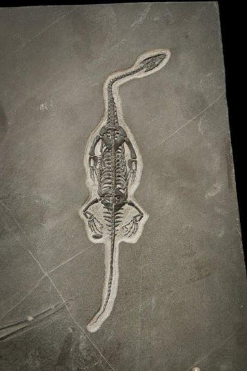 Reptile marin - Animal fossilisé - Keichousaurus sp. - 32 cm