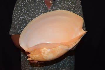 Escargot de mer Coquillage marin - S-165 MELO UMBILICATUS