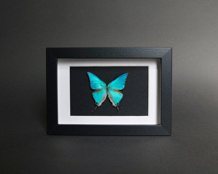 Insecte Support de corps entier pour taxidermie -, Antiquités & Art, Curiosités & Brocante