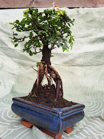 Chinese iep bonsai (Ulmus parviflora) - Hoogte (boom): 20 cm