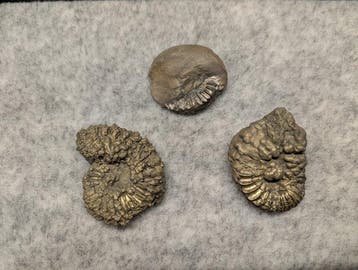 Ammoniet - Gefossiliseerd dier - Pleuroceras sp. (Zonder