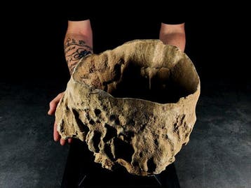 prachtige en zeldzame barrelspons Taxidermie volledige, Nieuw