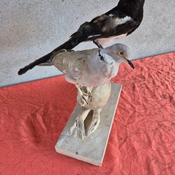 Gaai - houtduif - Taxidermie wandmontage - Pica pica -