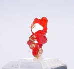 Wulfenite Cristaux sur matrice - Hauteur : 1.5 cm - Largeur