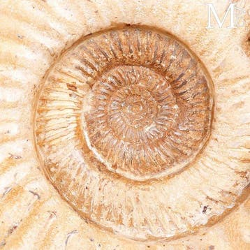 Eersteklas fossiel exemplaar - Perisphinctes ammoniet -