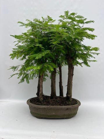 Metasequoia Glyptostroboides - Hoogte (boom): 60 cm - Diepte