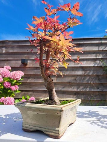 Japanese maple bonsai (Acer palmatum) - Hauteur (arbre) : 21