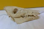 Porc Crâne de mammifère - Sus scrofa - 15 cm - 14 cm - 17