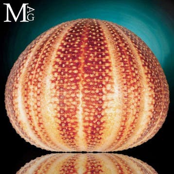 Prachtige grote Echinus esculentus-test met een levendige, Nieuw