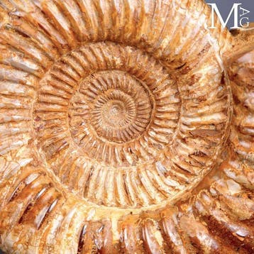 Eersteklas fossiel exemplaar - Perisphinctes ammoniet -