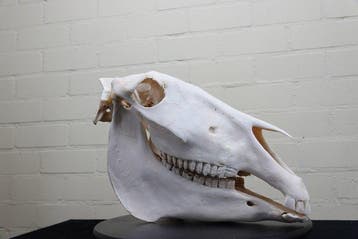 Steppezebra Schedel - Equus quagga - 31 cm - 21 cm - 45 cm-, Verzamelen, Nieuw