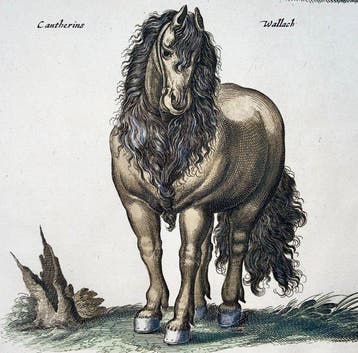 Matthäus Merian (1593-1650) - hand coloured folio: Horses -