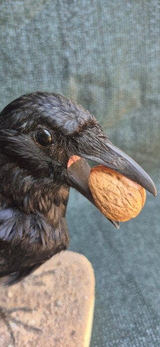 Zwarte kraai Taxidermie wandmontage - Corvus corone -, Nieuw