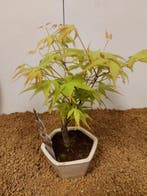 Japanese maple bonsai (Acer palmatum) - Hauteur (arbre) : 24