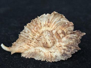Escargot de mer Coquillage marin - S-618 PTERYNOTUS MIYOKOAE, Nieuw