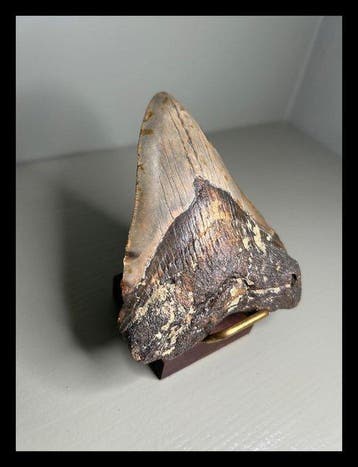 Megalodon - Fossiele tanden - 103 mm - 85 mm, Verzamelen