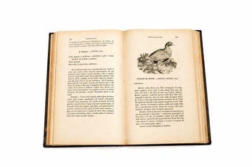 Savi - Ornitologia Italiana - 1873-1876