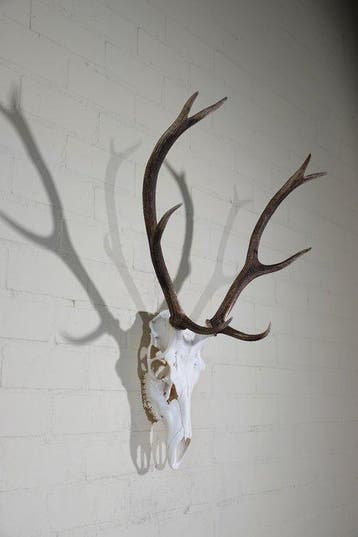 Large Red Stag Trophy Schedel - Cervus elaphus - 32 cm - 80
