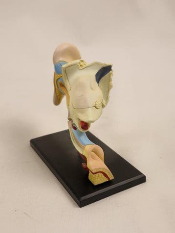 Anatomisch model - kunststof - 1980-1990 - Menselijk oor