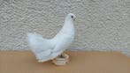 Huisduif Taxidermie volledige montage - Columba livia