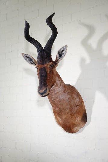 Hartenbeest Schedel - Alcelaphus buselaphus - 65 cm - 110 cm, Nieuw