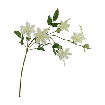 Clematis Dubbel Crème Zijdenbloem 78 cm per stuk, Nieuw