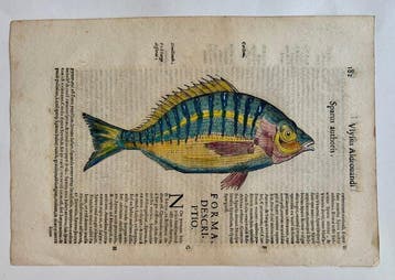 Ulisse Aldrovandi - De Piscibus Libri V - 1638