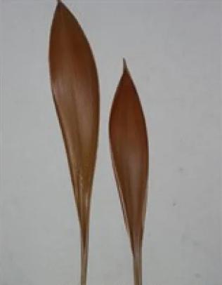 Coco boat Galera leaf ca. 60-80 cm, Nieuw