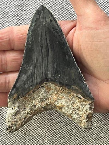 Megalodon-tand 11,6 cm - Fossiele tand - Carcharocles, Collections
