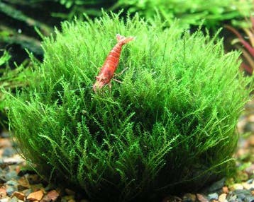 Amblystegium serpens - In Vitro, Verzenden, Nieuw