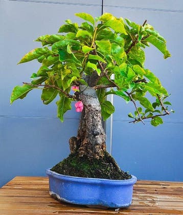 Bonsai Bougainvillea - Hoogte (boom): 30 cm - Diepte (boom):