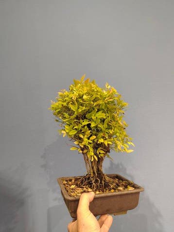 Bonsaï de Nandina - Hauteur (arbre) : 30 cm - Profondeur