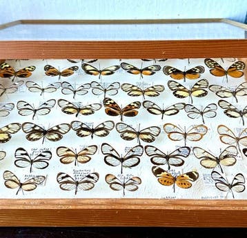 Tiroir du musée historique : 47 papillons à ailes de verre,, Nieuw