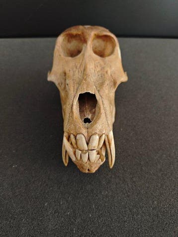 Chacma-aap Schedel - Papio ursinus (with CITES Ref.) - 14 cm, Collections, Collections Animaux