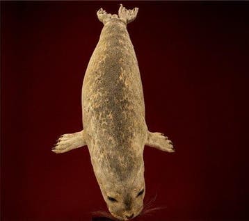 grijze zeehond Taxidermie volledige montage - Halichoerus, Nieuw