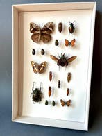 Vlinder Taxidermie volledige montage - Lepidoptera - 39 cm -, Nieuw