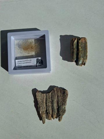 Wolharige mammoet - Fossiele tand - Mammoth molar + REAL, Verzamelen