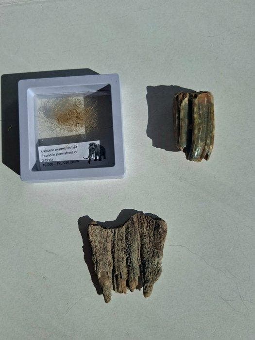 Wolharige mammoet - Fossiele tand - Mammoth molar + REAL, Verzamelen, Mineralen en Fossielen